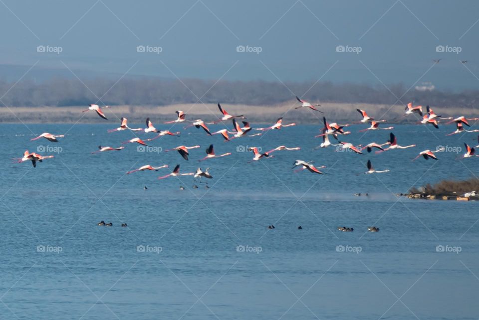 Flamingos in Motion