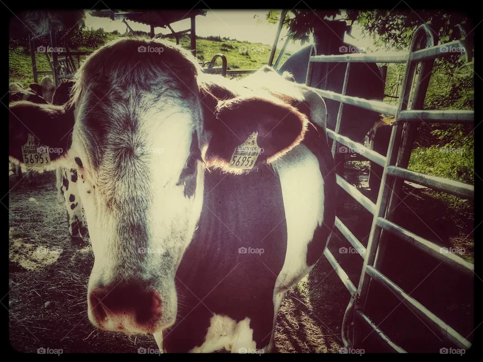 Cow