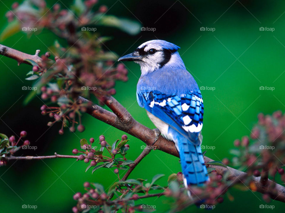 nature close bird up by hemi
