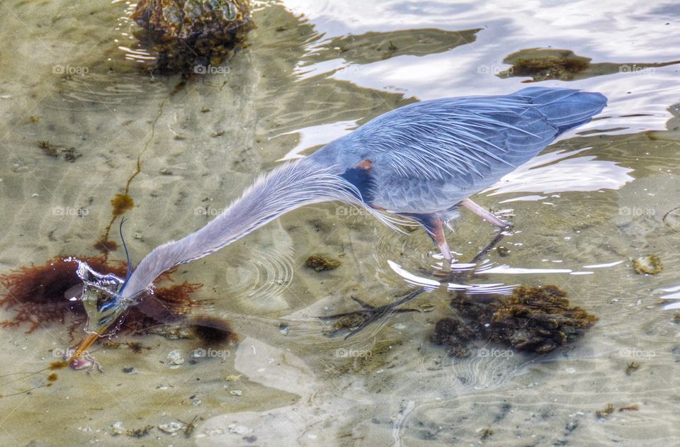 Blue heron foraging