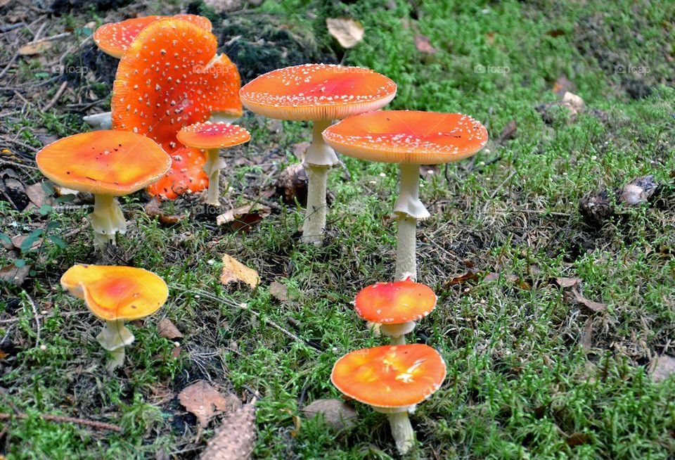 Fly agaric mushroom growing in grass