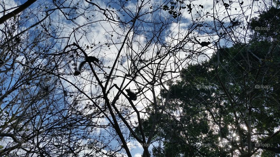 Tree's,  branches and squirrel