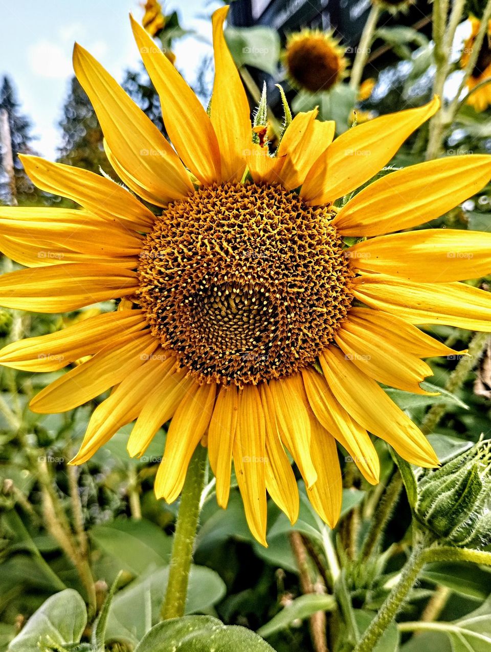 Sunflower Closeup