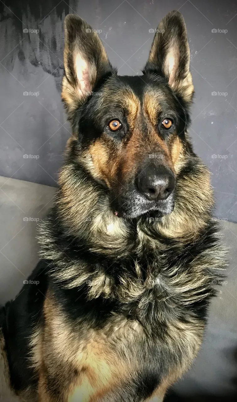 My dog