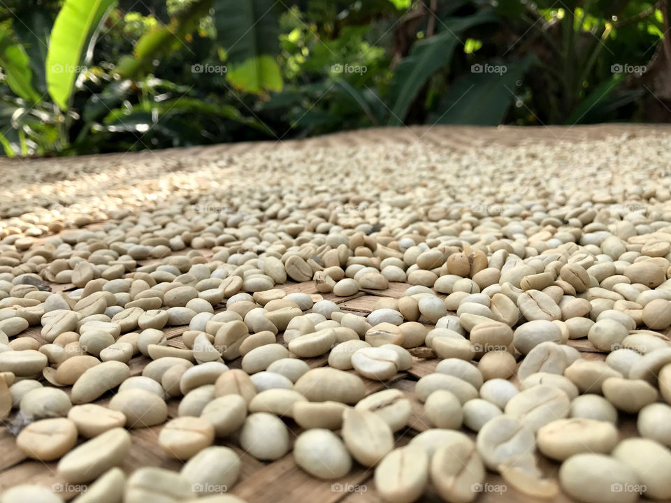Coffee bean before roasted to dark brown in Chaingmai Thailand