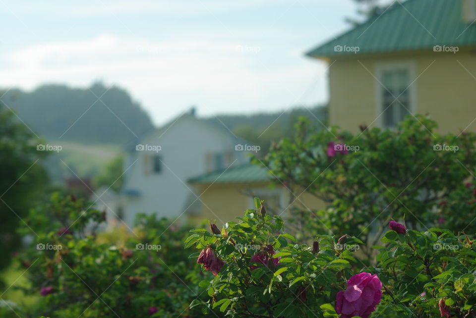 Roses with houses in background