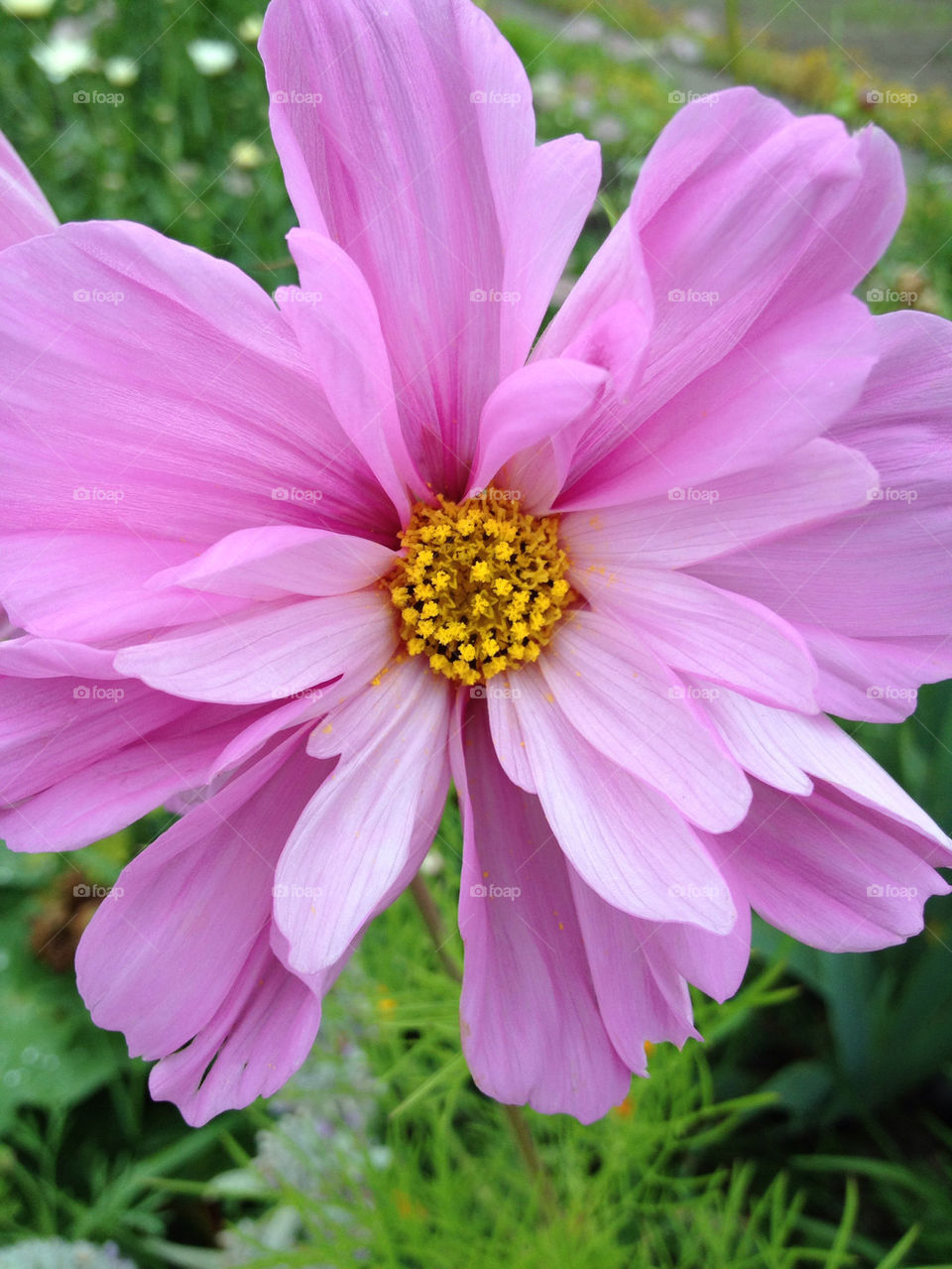 garden pink flower blossom by carina71