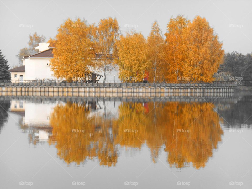 Fall, Tree, No Person, Outdoors, Leaf