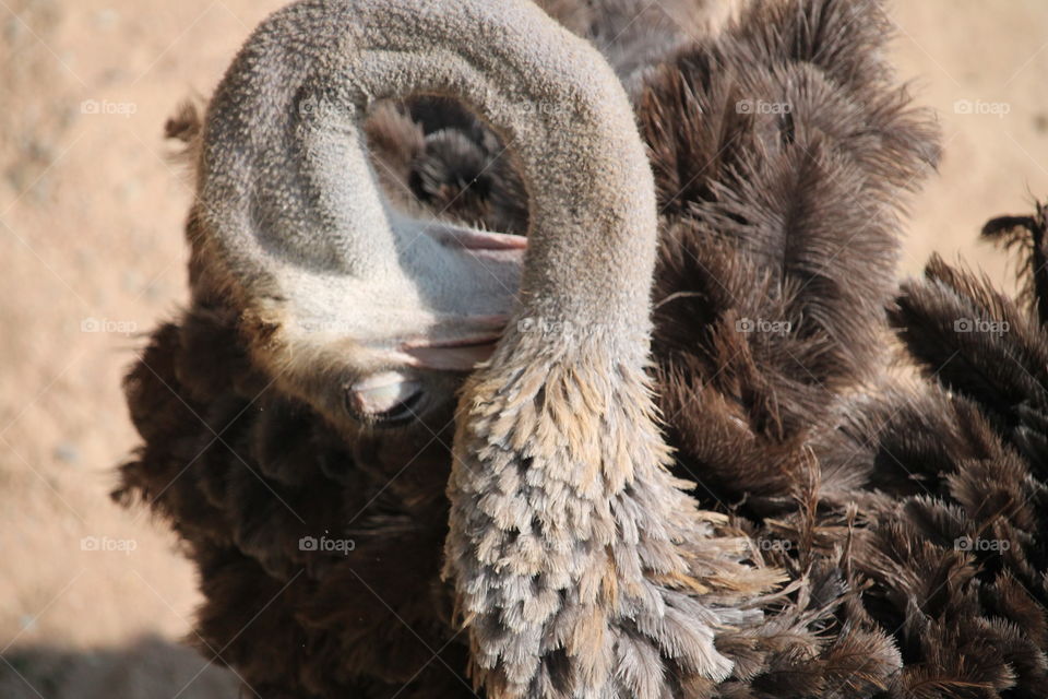 Emu