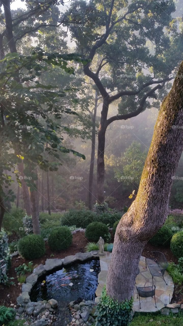 Morning fog meets sunlight 