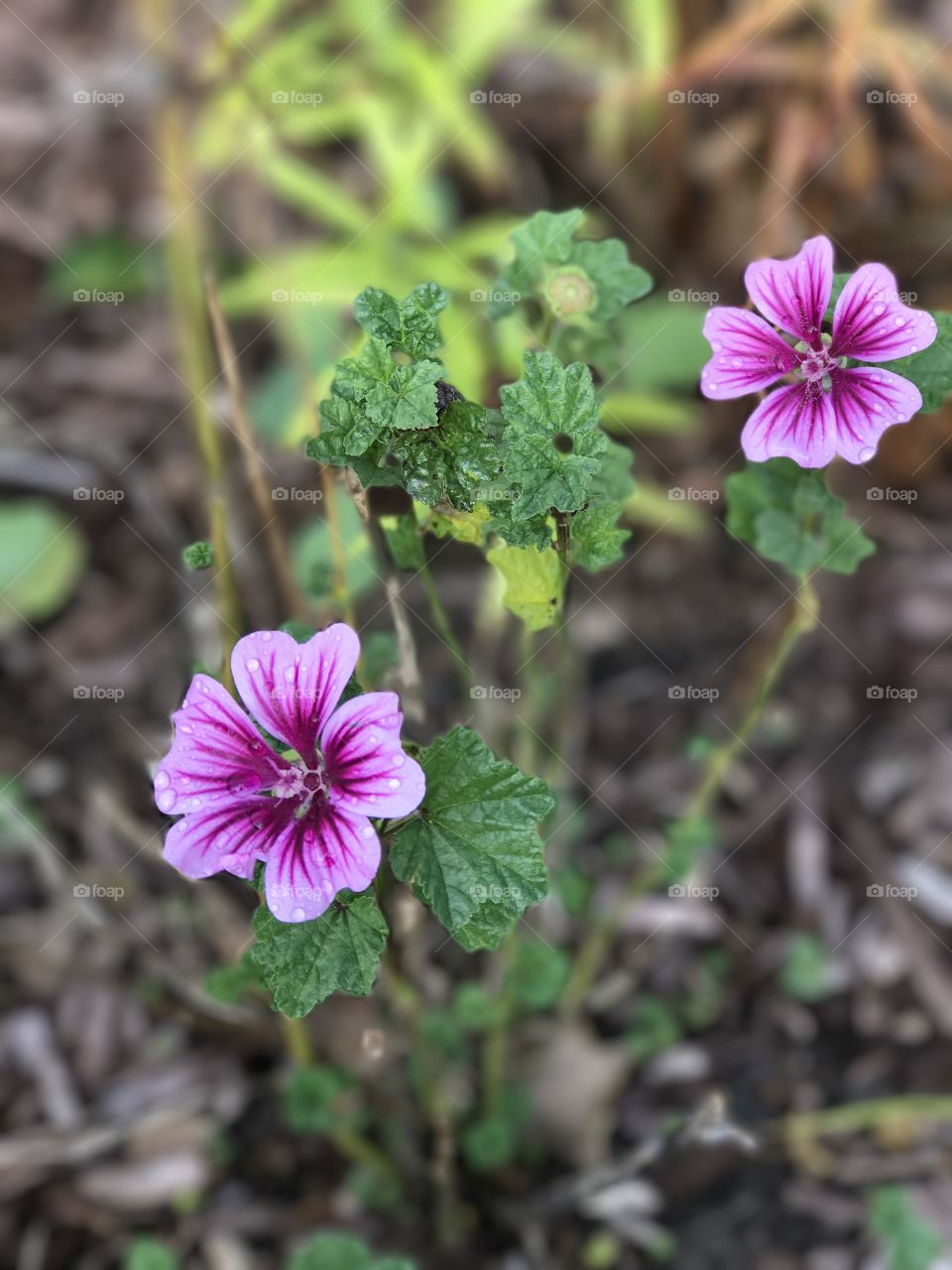 Pink flowers