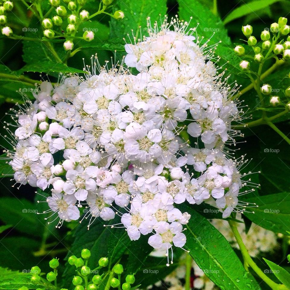 The Beautiful Garden