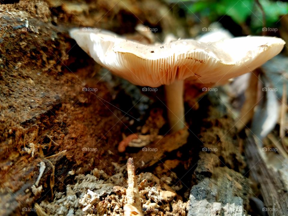 mushroom growing in a decaying  tree trunk long fallen.