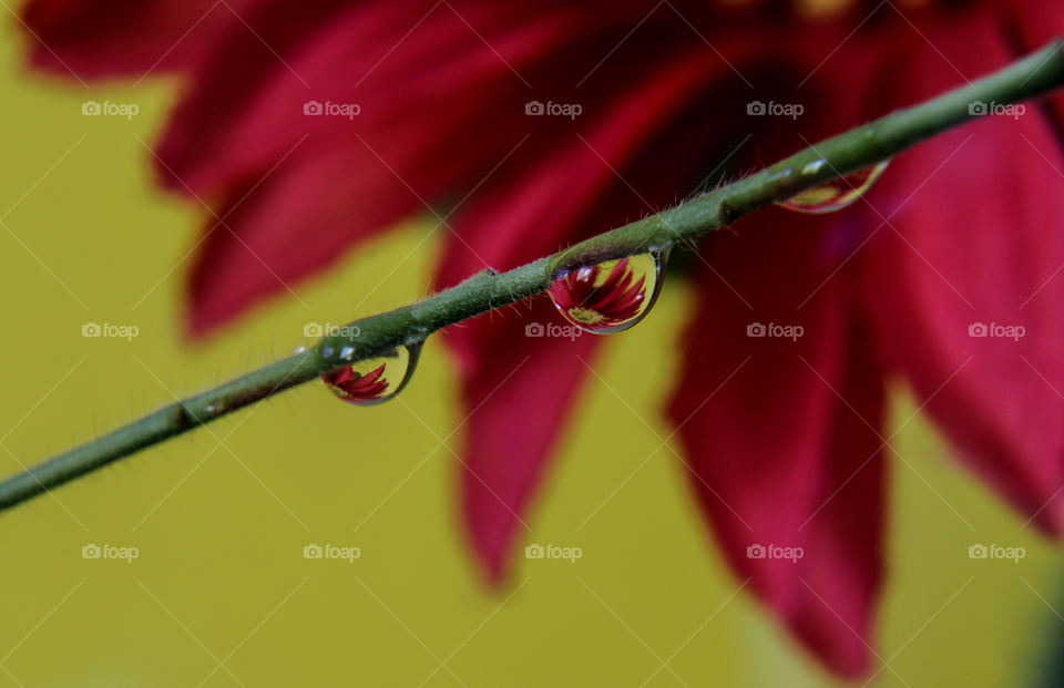 Red flowers reflected on water droplets 