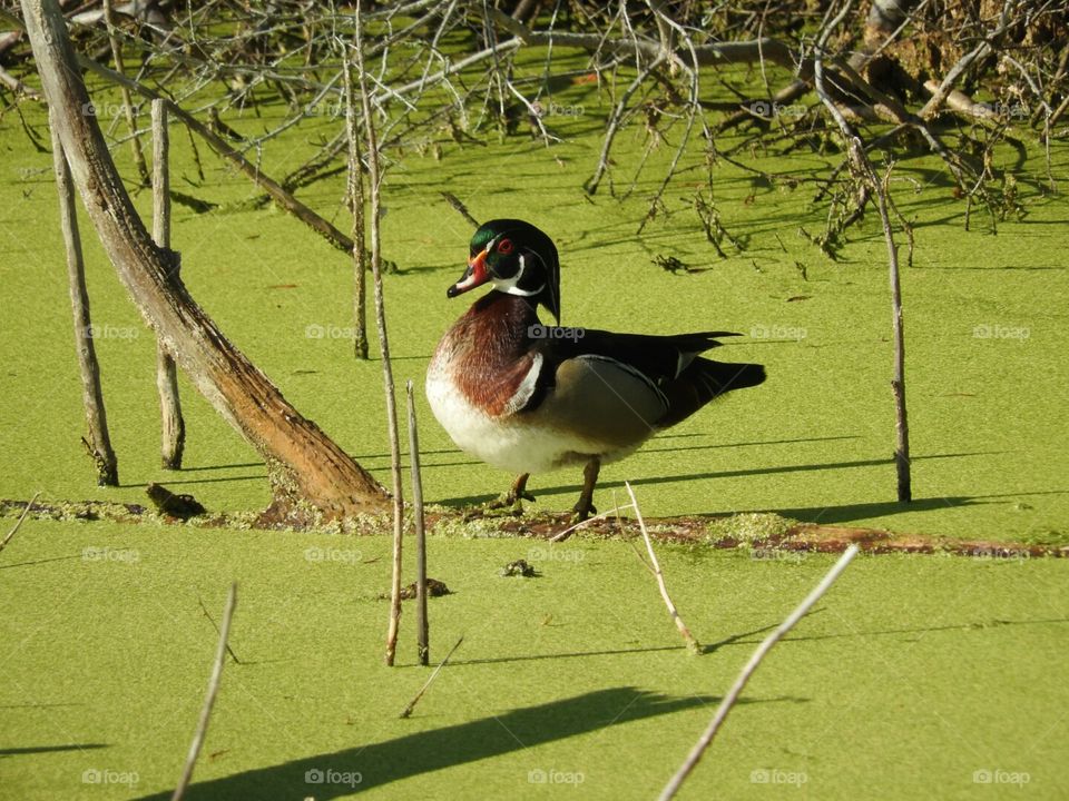 Handsome Mr. Wood Duck