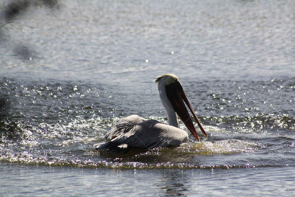 making a spash