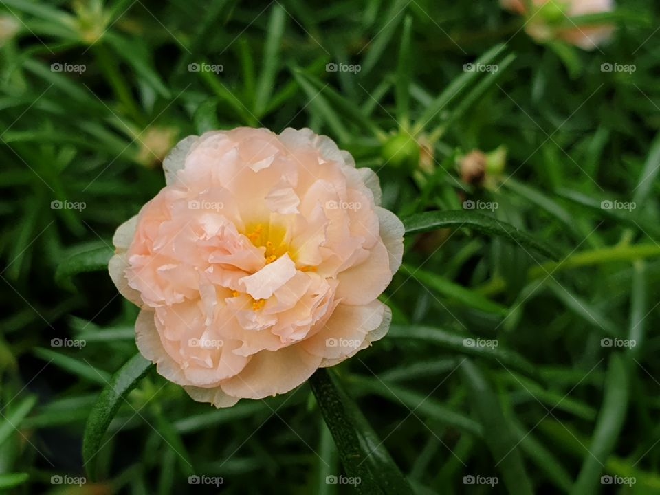 the Portulaca Grandiflora