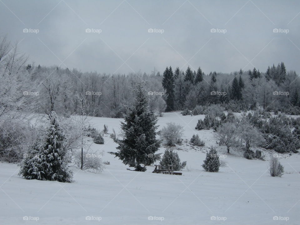 mountain wood under snow