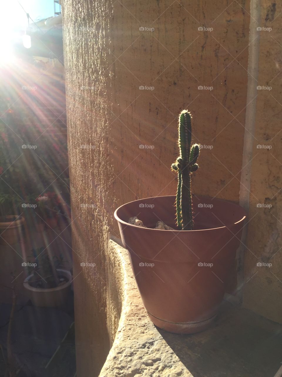 Cactus in the late afternoon 