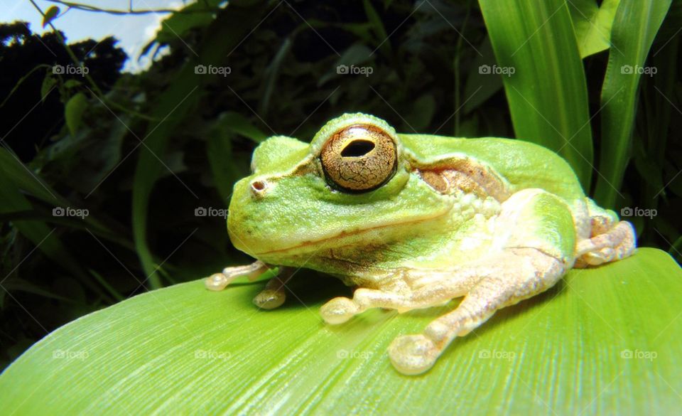 frog-02