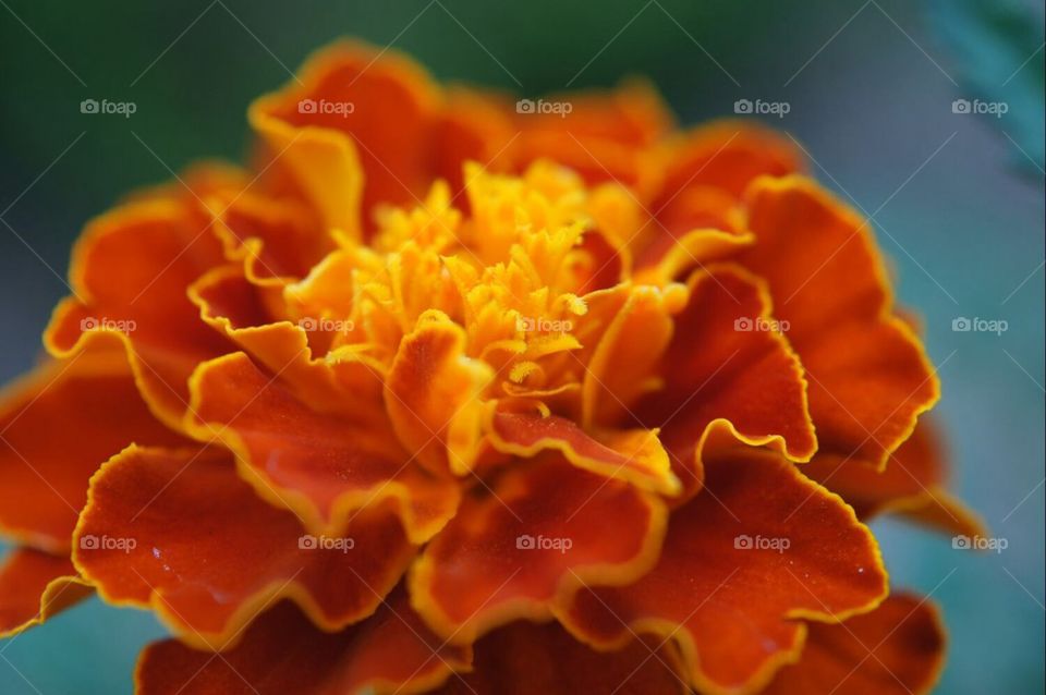 Orange flower with highlights