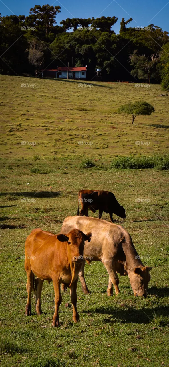 Vacas