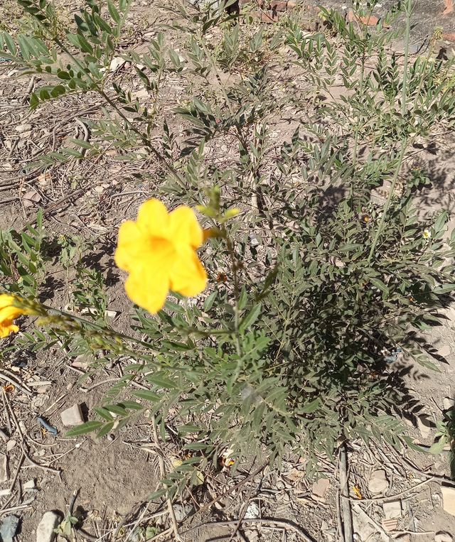 flor amarela.