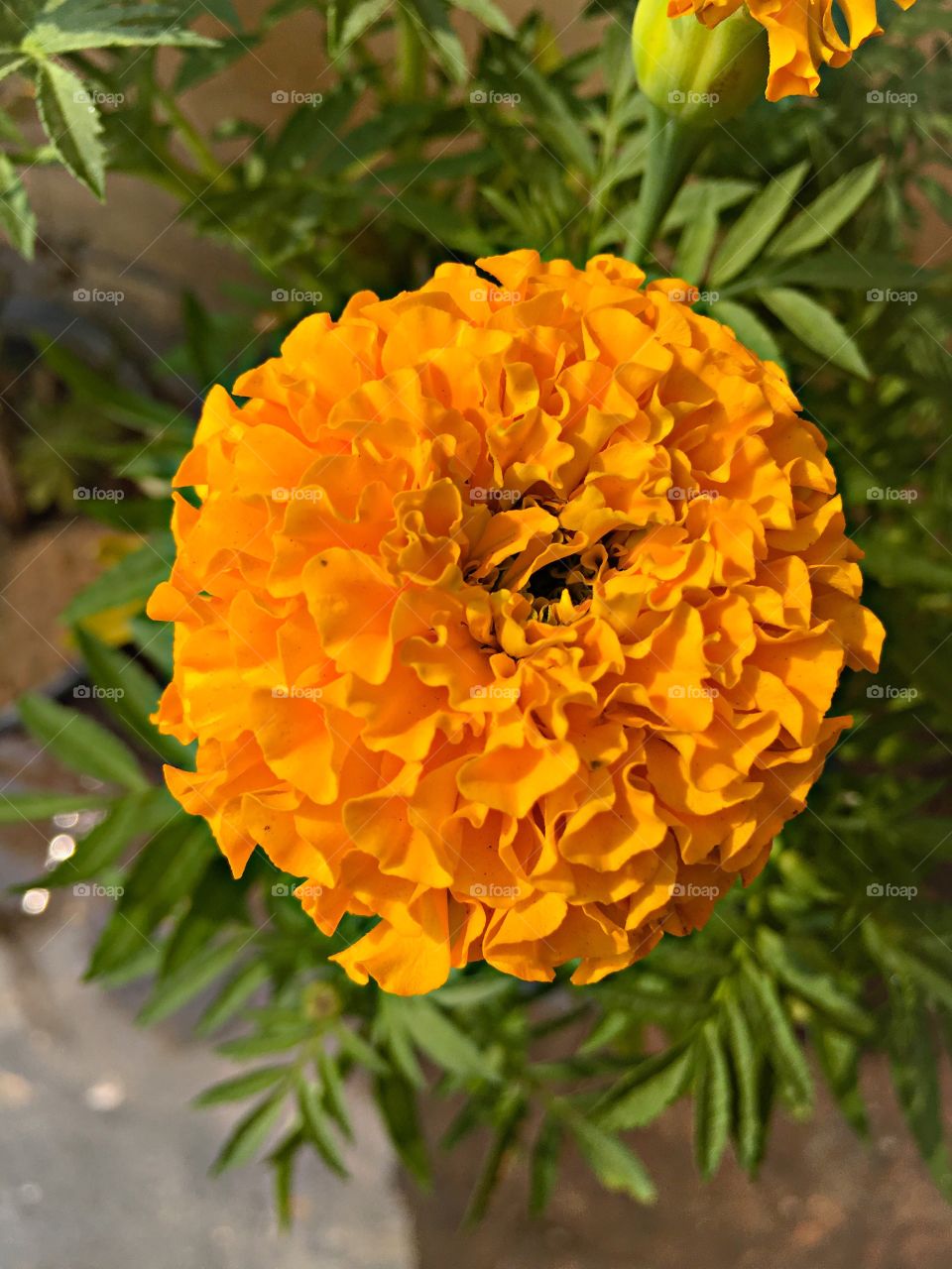 Shades of yellow 
Marigold flower 