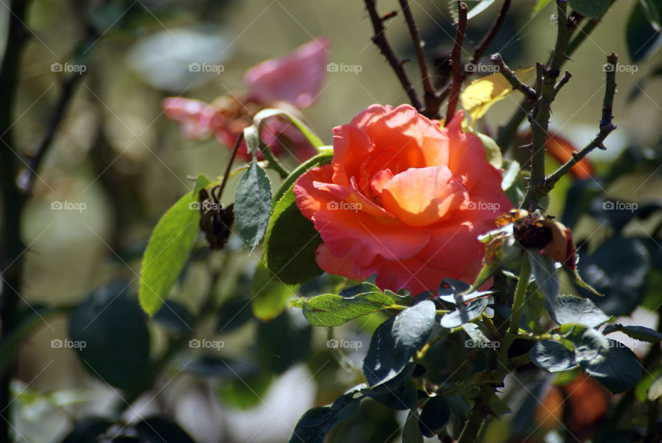 A rose -  charms with its various colours and hues.