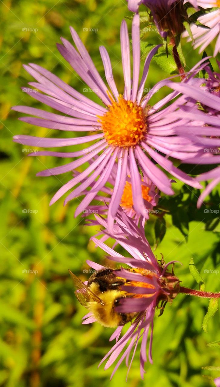 Small honeybee pollinating a purple flower
