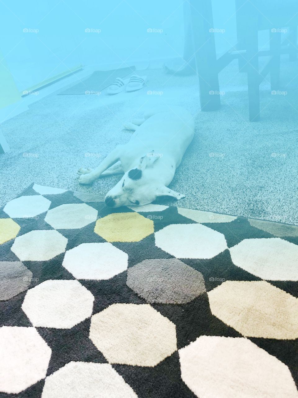 Doggie out for the count 😂