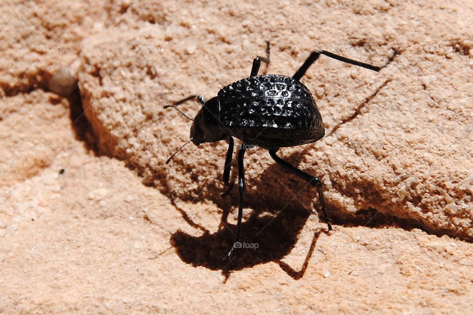 Desert bug
