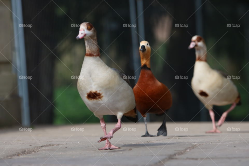 Three beautiful ducks crossingbthe road together.