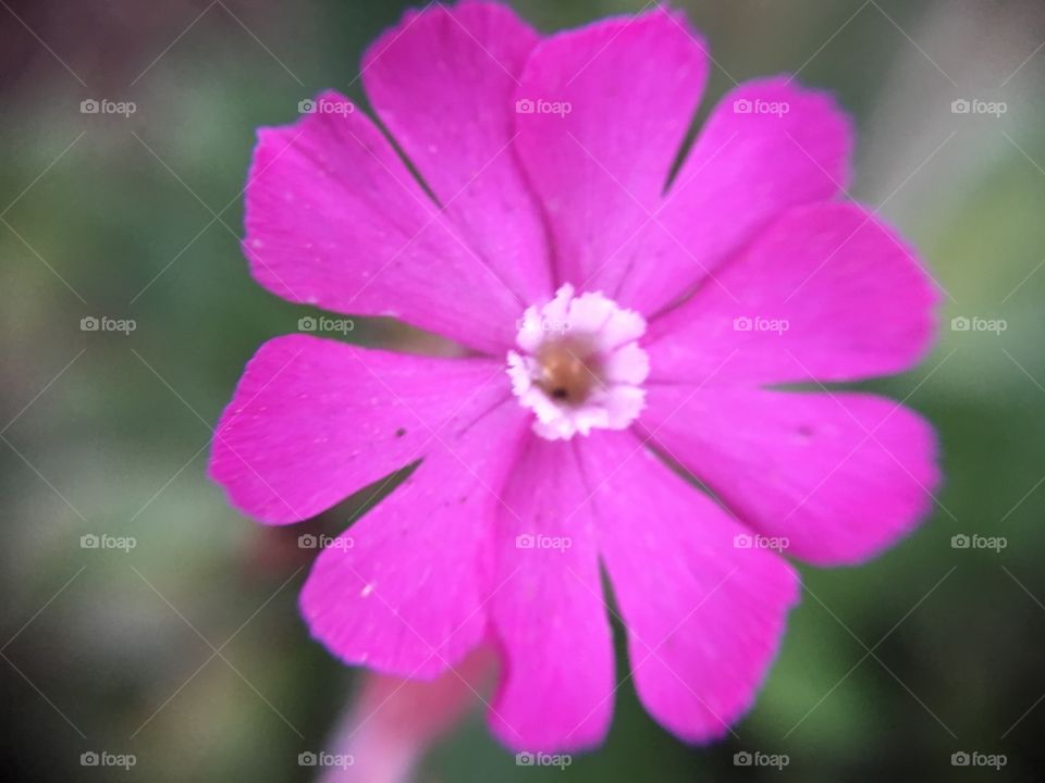Pink flower