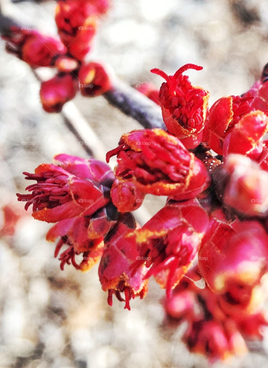 Budding maple branches 