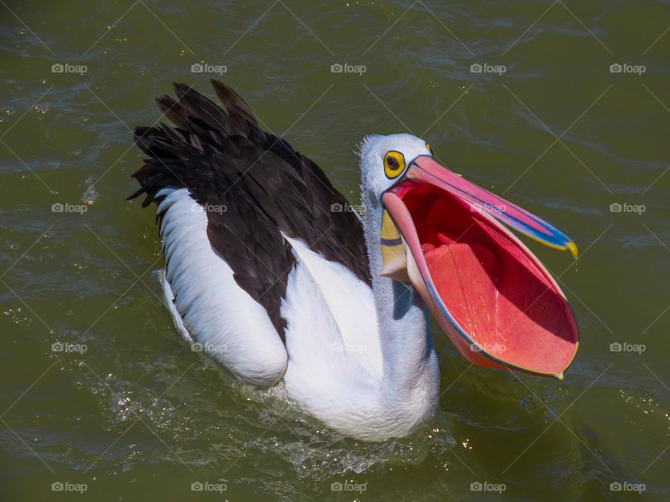 Pelican catching fish