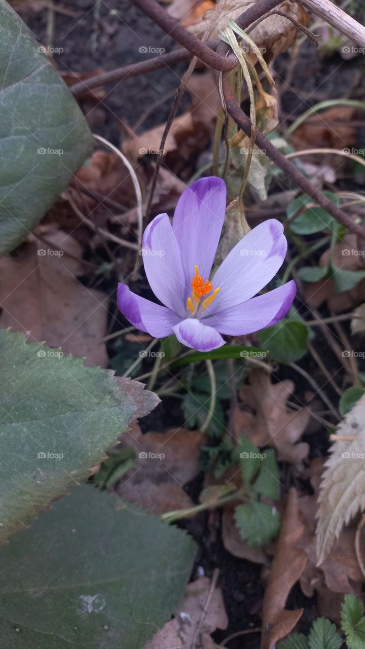 First spring flowers