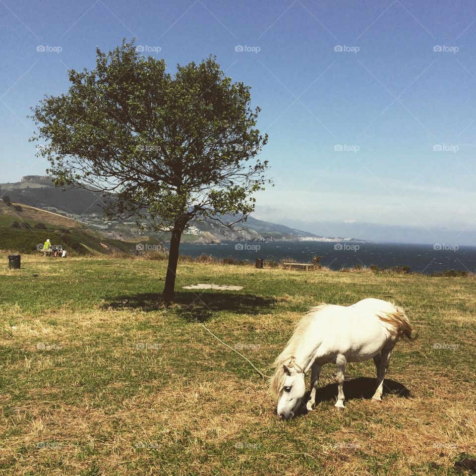 Spanish coast. A white horse on the Spanish coast 