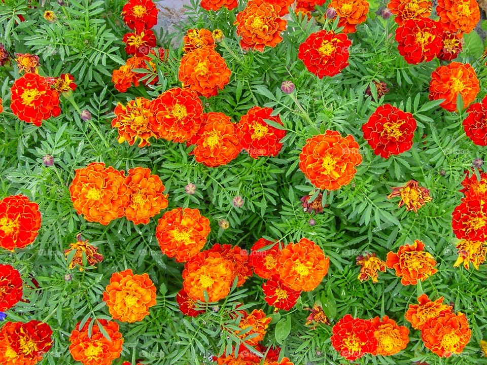 Marigolds