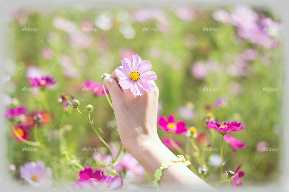 Wildflowers . Picking wildflowers in the country. 