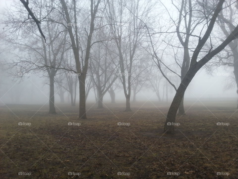 Morning fog. stroll through the park