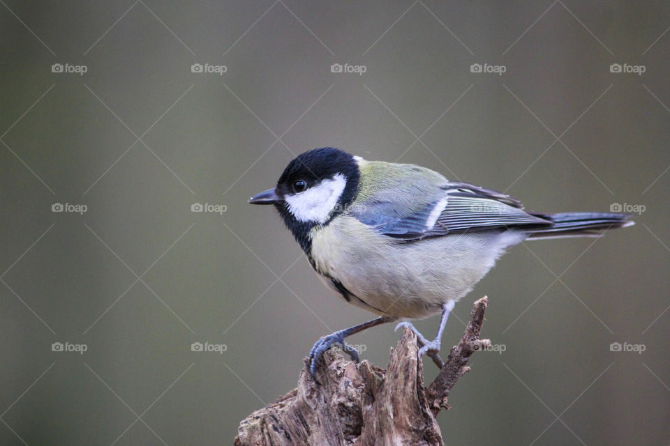 Great tit