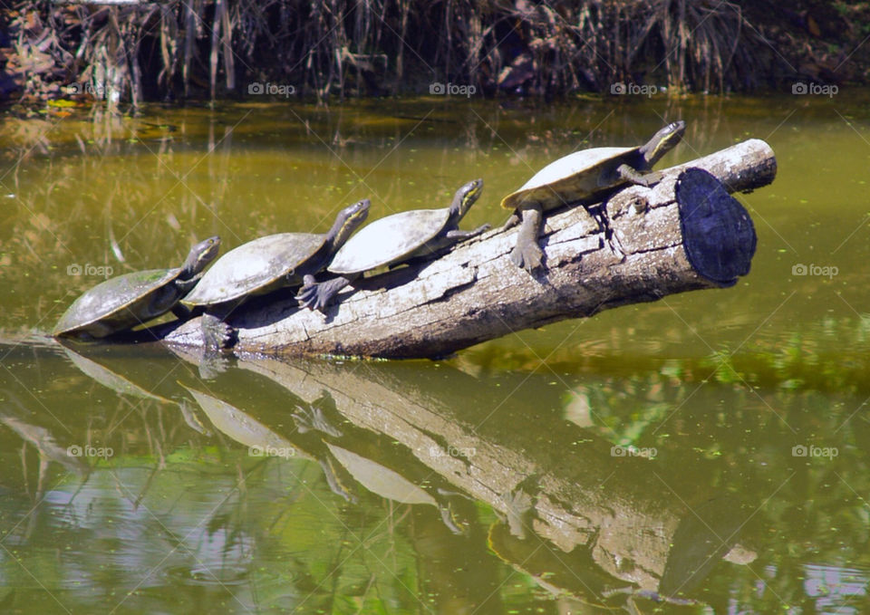 summer hot lake turtle by botie2