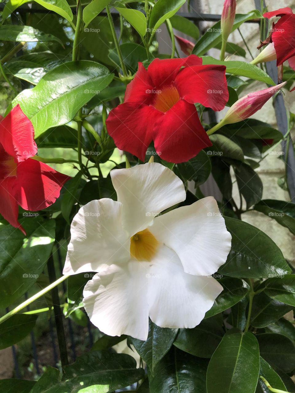 White and red Mandevilla flowers and buds blooming leaves foliage trellis backyard container patio plants 