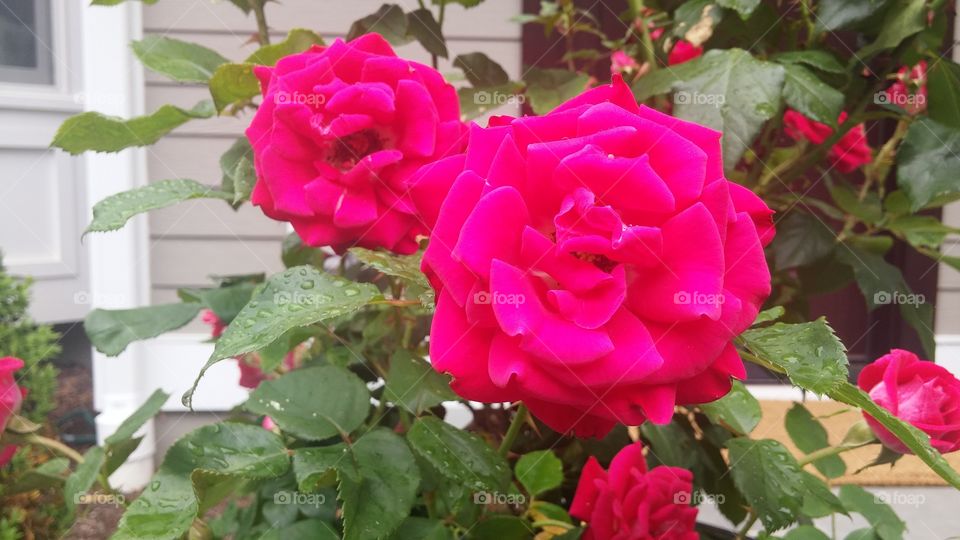 Rosas. Hermosas