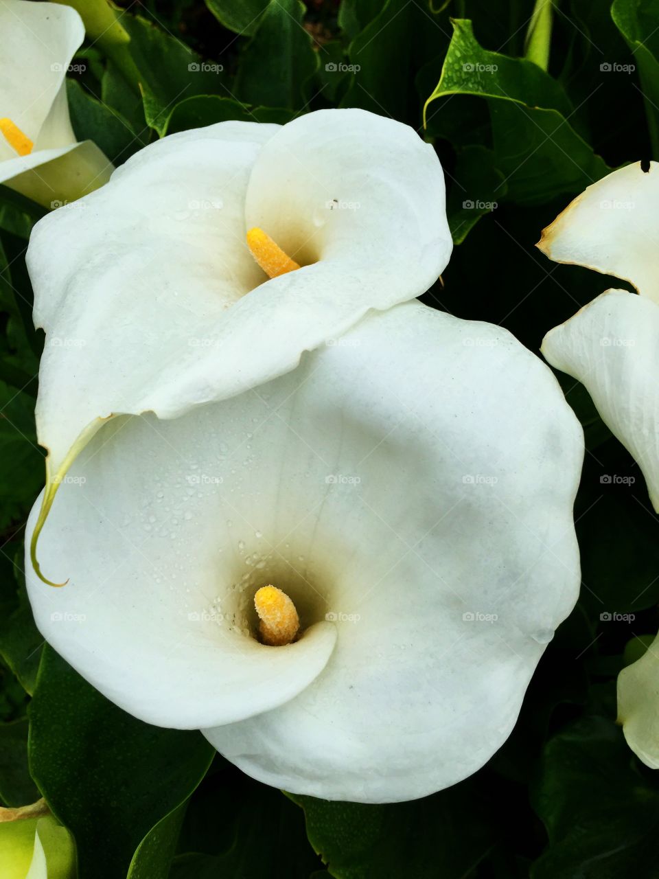 Calla Lily's after a rain shower. 