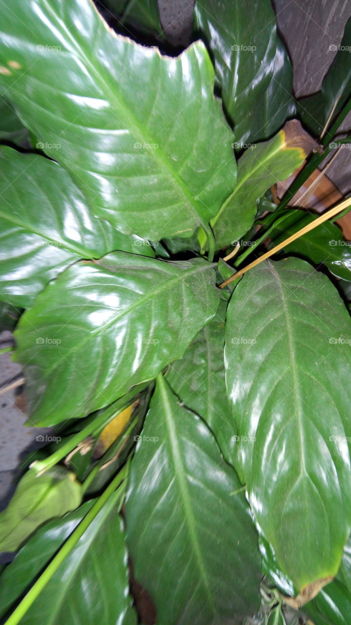 Big green leaves