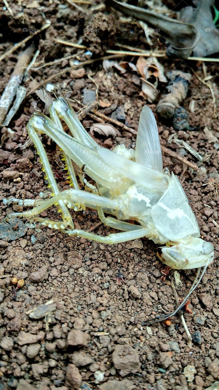 grasshopper skin