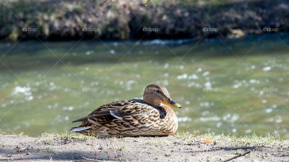 duck by a river