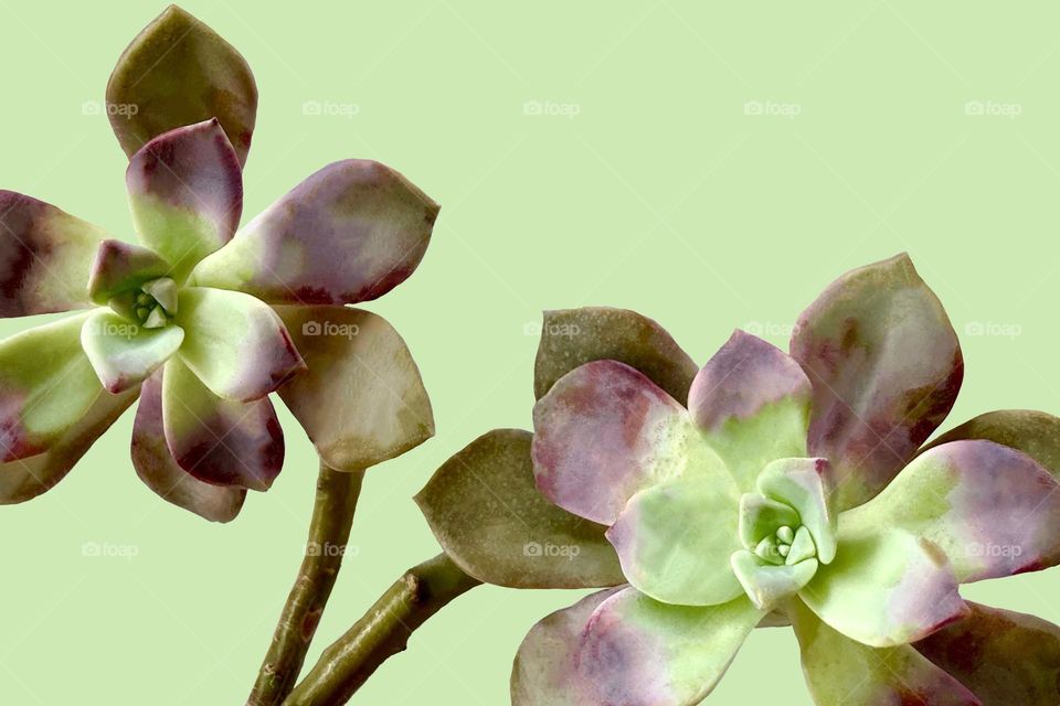 Backgrounds, copy space, succulent Graptopetalum against green background 